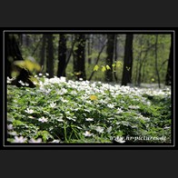 logoIMG_4867