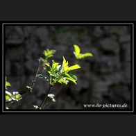 logoIMG_4903