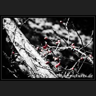 HR_DSC_4196