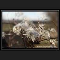 logoIMG_3888