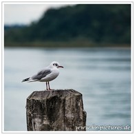 HR_D75_3844