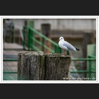 HR_D75_3854